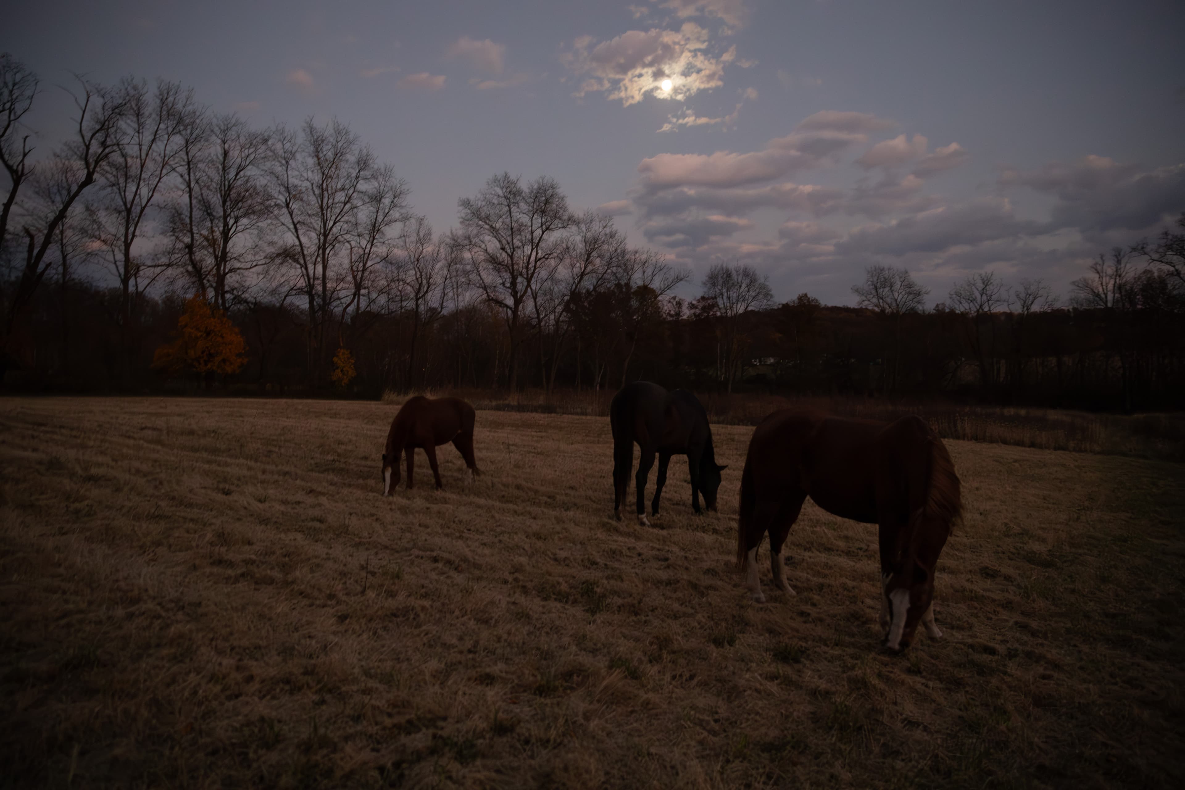 Farm Gathering